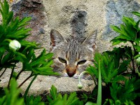 /album/belotografia-2011-/hladaj-ma-jpg/